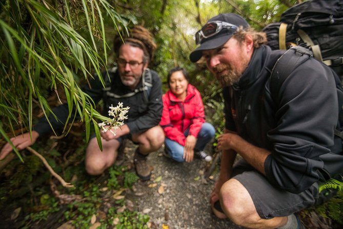 Franz Josef Nature Tour - Tour Experience