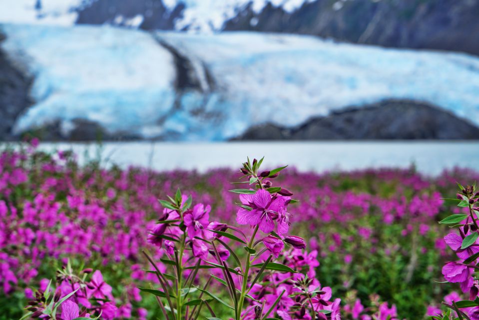 From Anchorage: Valley of Glaciers & Wildlife Center Tour - Experience Highlights