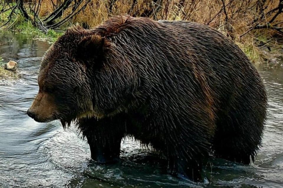 From Anchorage: Wilderness, Wildlife, & Glacier Experience - Encounter Diverse Wildlife