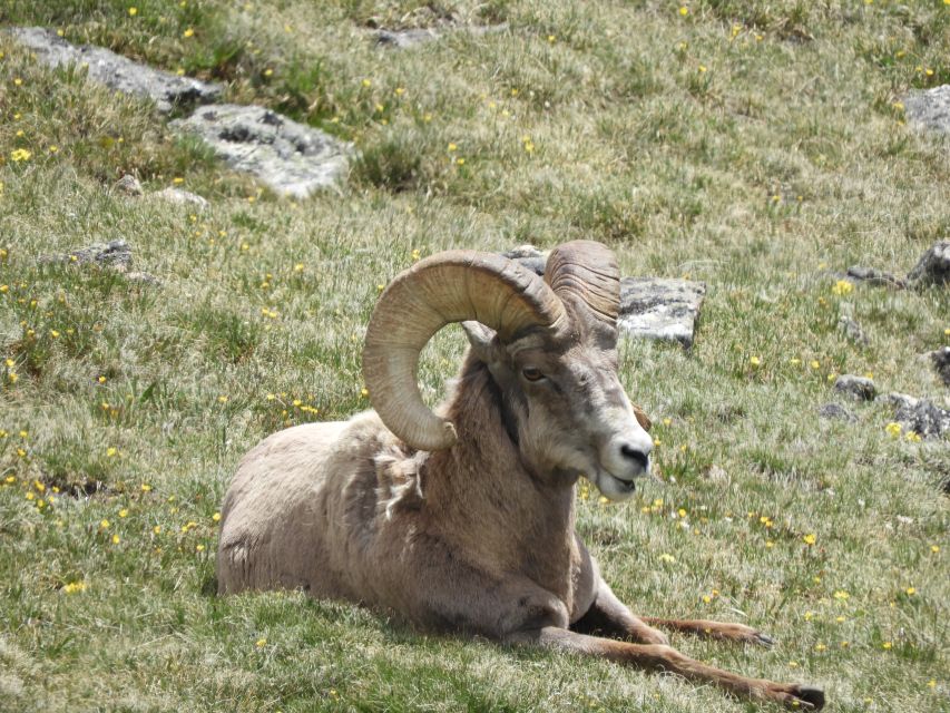 From Denver: Rocky Mountains Jeep Tour With Picnic Lunch - Activity Highlights