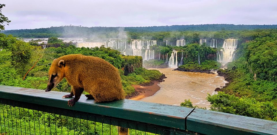 From Foz Do Iguazu: Brazil Iguazu Falls & Macuco Safari Boat - Activity Highlights