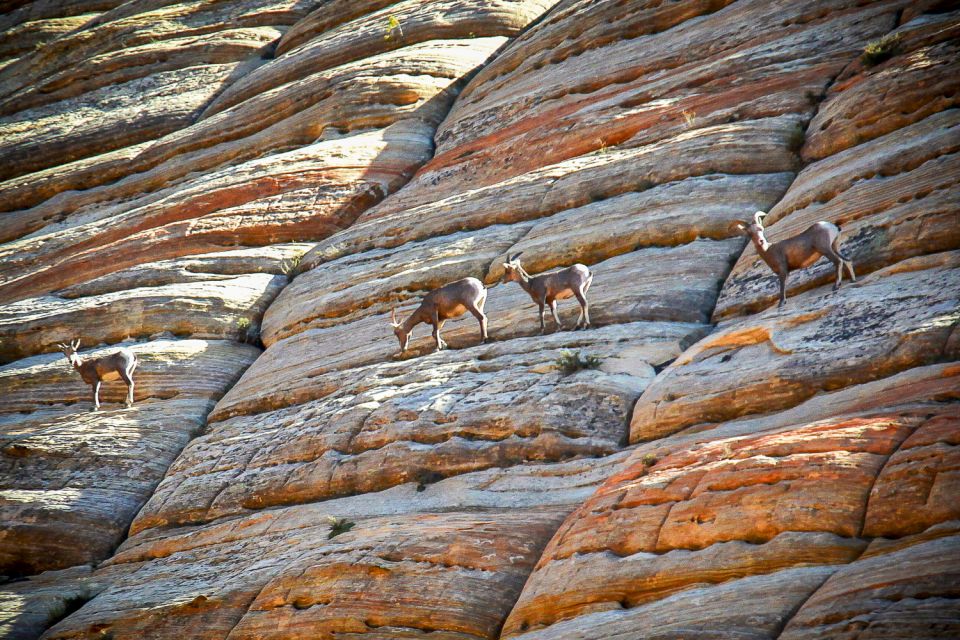 From Las Vegas: VIP Small-Group Zion National Park Adventure - Wildlife