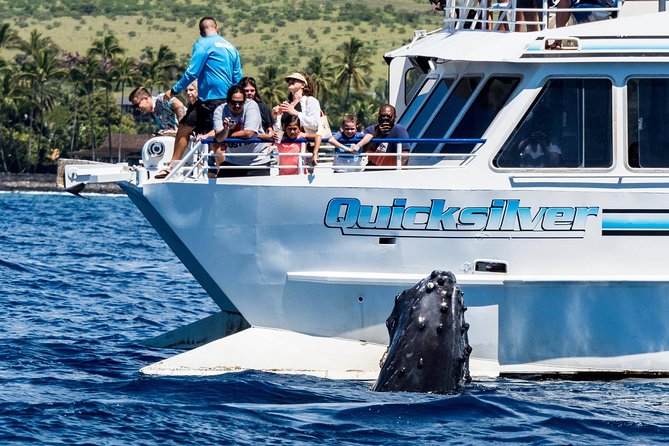 From Maalaea Harbor: Whale Watching Tours Aboard the Quicksilver - Tour Logistics