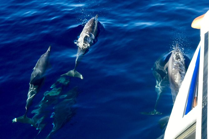 From Maalaea: Lanai Snorkel & Dolphin Encounter on Quicksilver - Customer Feedback