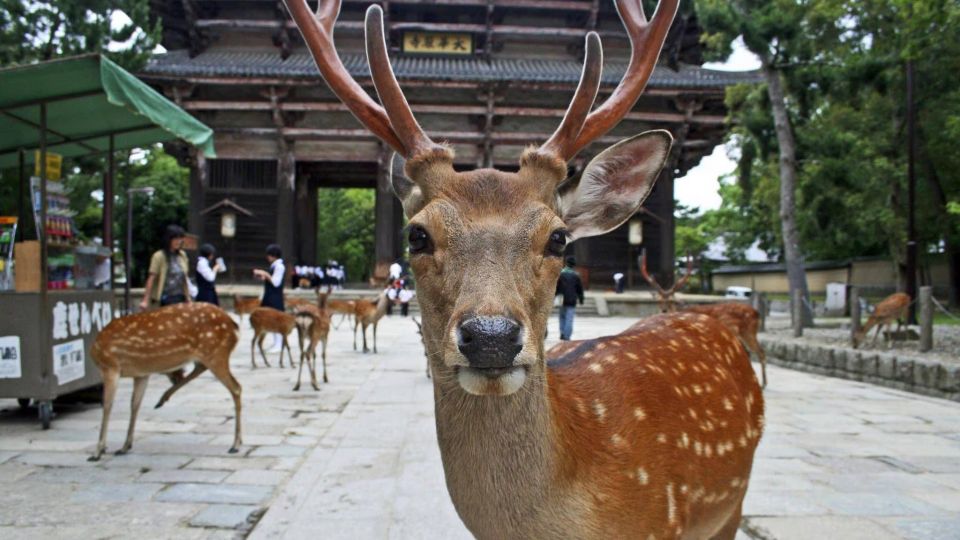 From Osaka: Fushimi Inari Shrine, Kyoto, and Nara Day Trip - Group Size and Accessibility Information