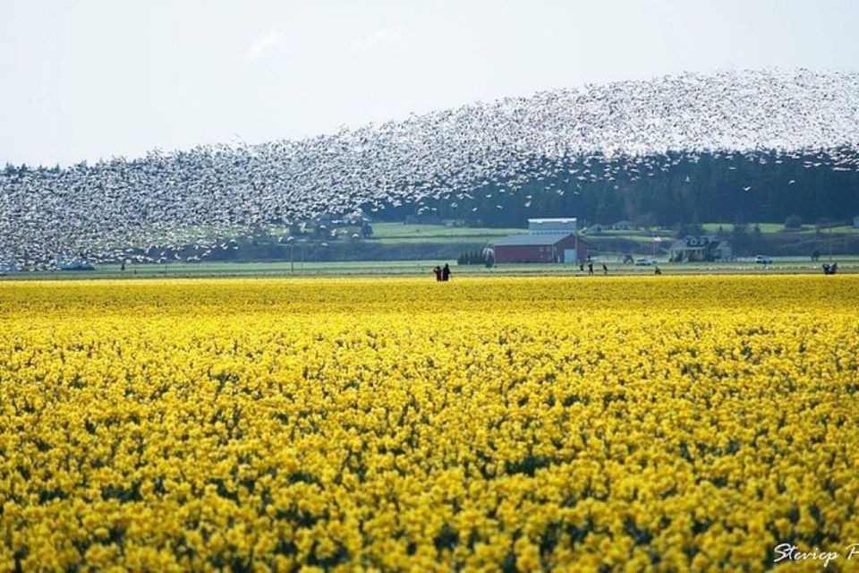From Seattle:Tulip Festival at Skagit Valley and La Conner - Scenic Drive to Skagit Valley