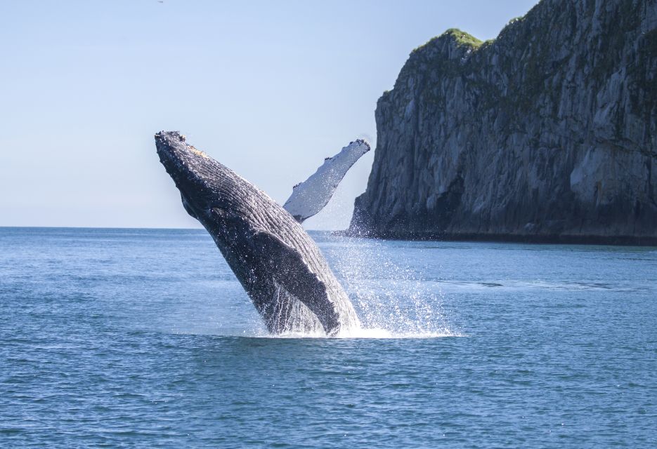 From Seward: Kenai Fjords National Park Cruise With Lunch - Wildlife Encounters