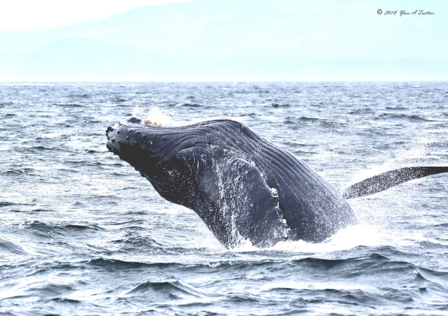 From Victoria: Whale Watching Tour by Zodiac Boat - Experience Highlights