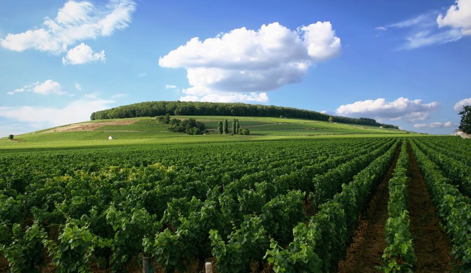 From Washington, DC: Virginia Wine Country Private Day-Trip - Winery Experience