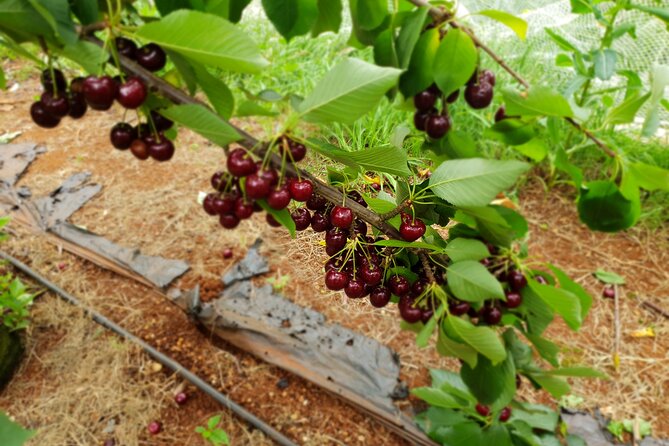 Fruits Picking Tour From Melbourne - Tour Itinerary