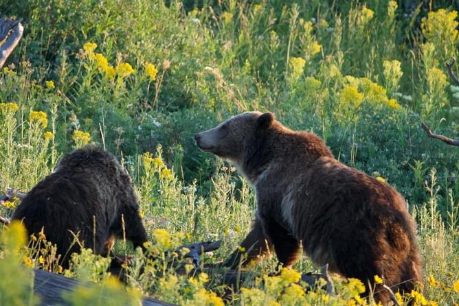 Full-Day Guided Yellowstone Day Tour - Inclusions and Amenities