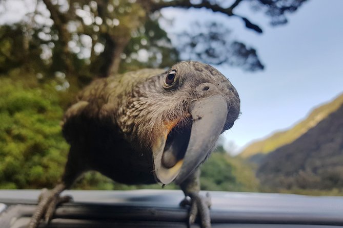 Full-Day Milford Sound Tour With Cruise and Walks From Te Anau - Logistics