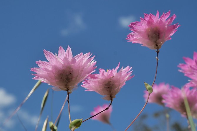 Full-Day Perth Flower Photography Excursion - Photography Equipment Needed