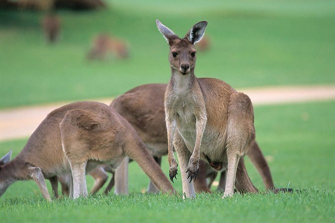 Full-Day Perth, Fremantle, Swan Valley & Wildlife Park - Fremantle Exploration