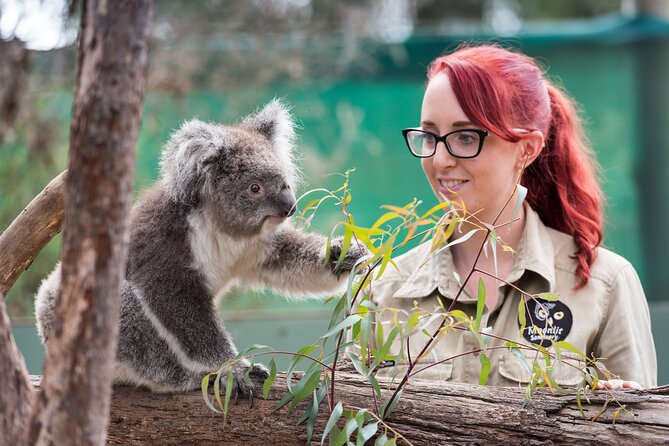 Full-Day Phillip Island Tour With Kangaroo, Koala and Penguin Parade - Wildlife Encounters