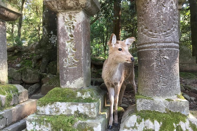 Full-Day Private Guided Tour to Nara Temples - Itinerary for the Full-Day Tour