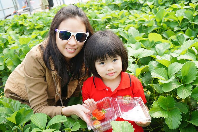 Full Day Private Tour in Nami Island - Transportation Options to Nami Island