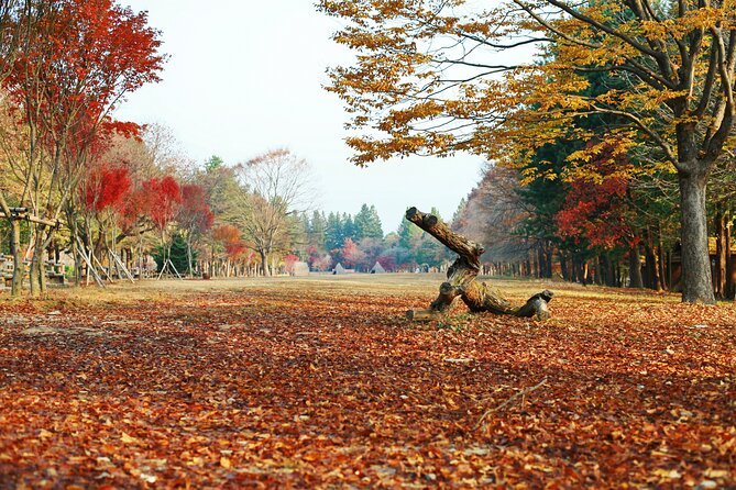 Full Day Private Tour Nami Island, Garden & Petite France - Traveler Photos and Insights