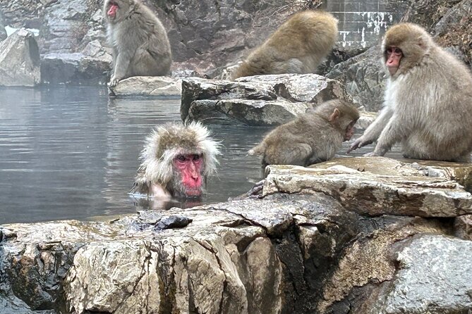 Full Day Snow Monkey Tour To-And-From Tokyo, up to 12 Guests - Tour Details and Logistics