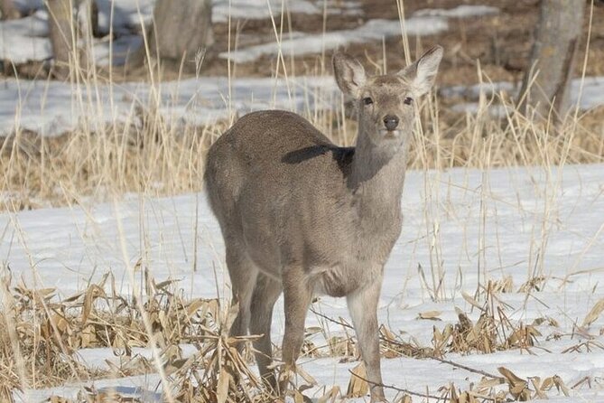 Furepe Waterfall Snowshoe and Wildlife Watching Activity - Clothing and Gear Provided