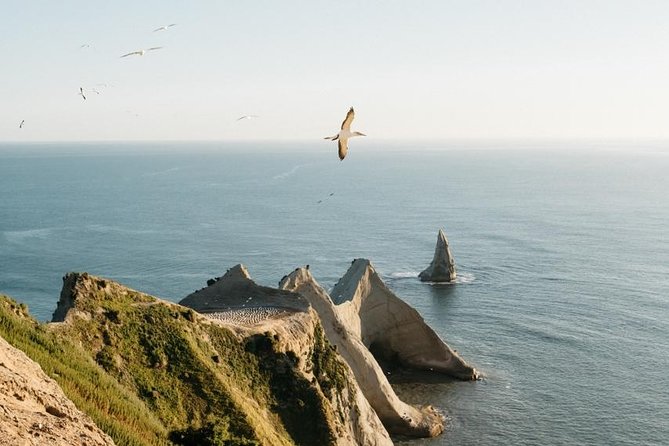 Gannet Safaris Overland Tour to Cape Kidnappers Gannet Colony - Booking and Accessibility