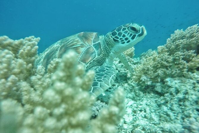 Gili Trawangan,Gili Meno& Gili Air Island:Snorkeling Day Trip Depart From Lombok - Weather Contingency Plan