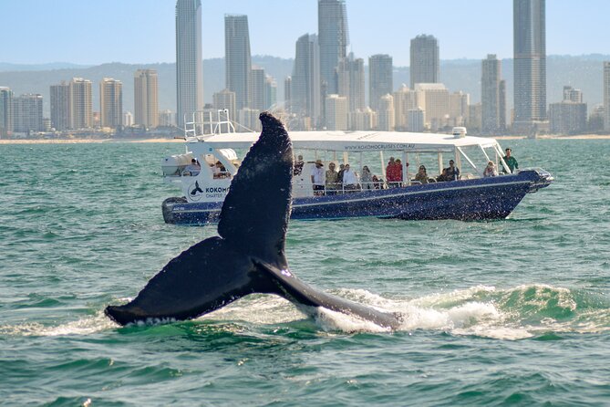 Gold Coast Whale Watching Cruise - Participation Information