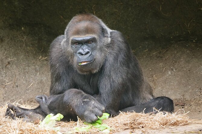 Gorilla Experience at Melbourne Zoo - Excl. Entry - Cancellation Policy