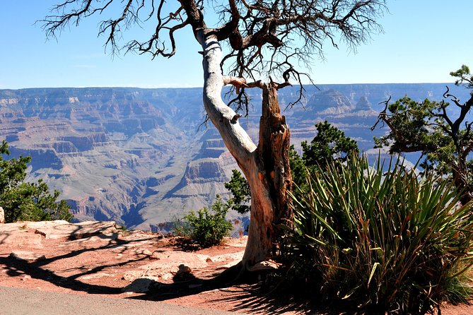 Grand Canyon National Park VIP Tour From Las Vegas - Customer Experience and Reviews