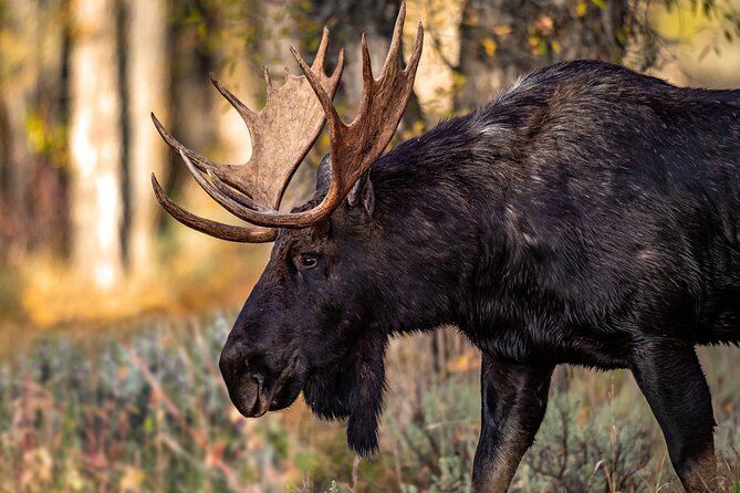 Grand Teton National Park Tour From Jackson Hole - Customer Feedback