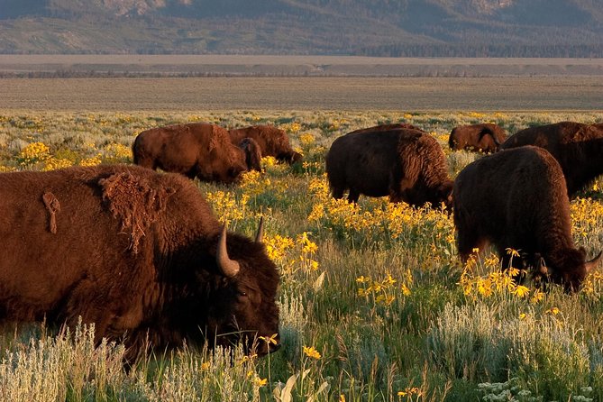 Grand Teton Wildlife Safari Tour - Boat Ride Option