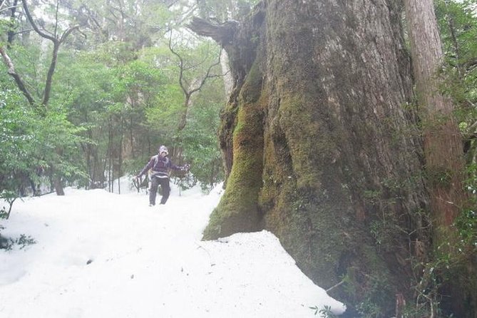 Granite Obelisk in Yakushima Full-Day Trekking Tour - Gear and Equipment