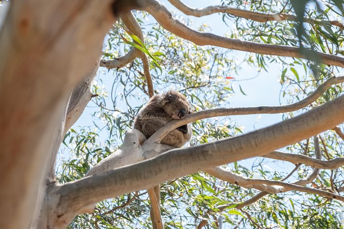 Great Ocean Road Small-Group Ecotour From Melbourne - Tour Highlights