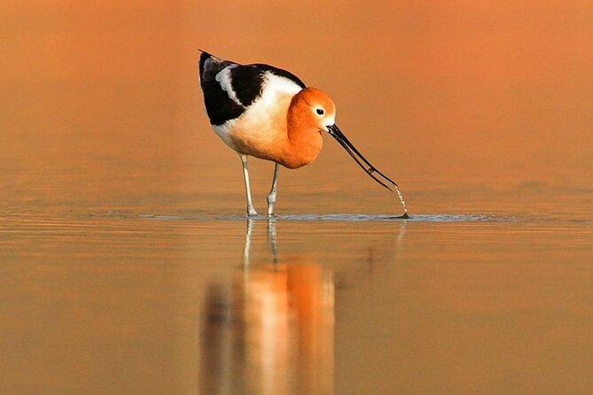 Great Salt Lake Wildlife and Sunset Experience - Logistics