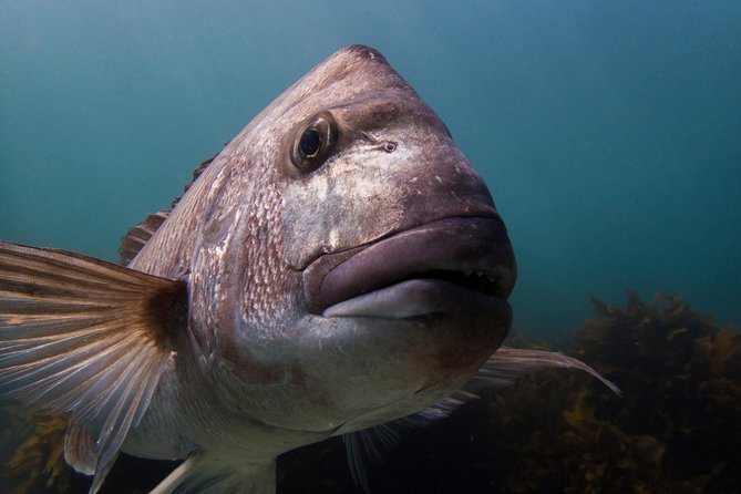 Guided Snorkel Experience, Advanced - Safety Tips for Advanced Snorkeling