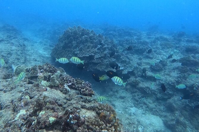 Guided Snorkel Tour for Beginners in Honolulu - Booking Details