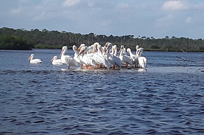 Guided Wildlife Eco Kayak Tour in New Smyrna Beach - What To Expect