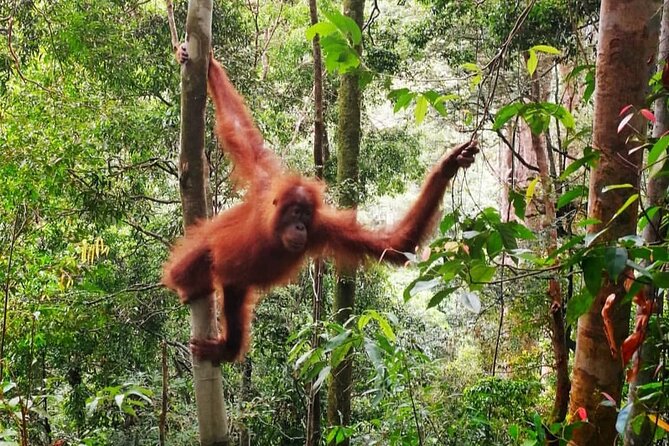 Gunung Leuser National Park Overnight Jungle Trekking  - Medan - Traveler Reviews and Ratings