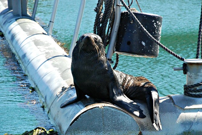 Half-Day Cruise in Marlborough Sounds From Picton - Inclusions in Package