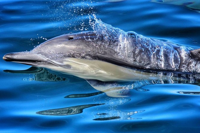 Half Day Dolphin Watching Cruise (Departing From Rotorua) - Inclusions and Amenities