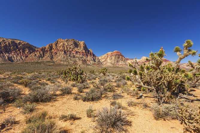 Half-Day Electric Bike Tour of Red Rock Canyon - Customer Feedback