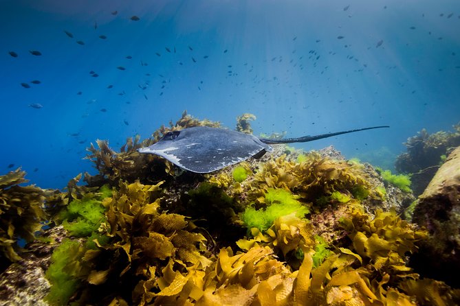 Half Day Guided Dive Tour, Goat Island Marine Reserve - Inclusions