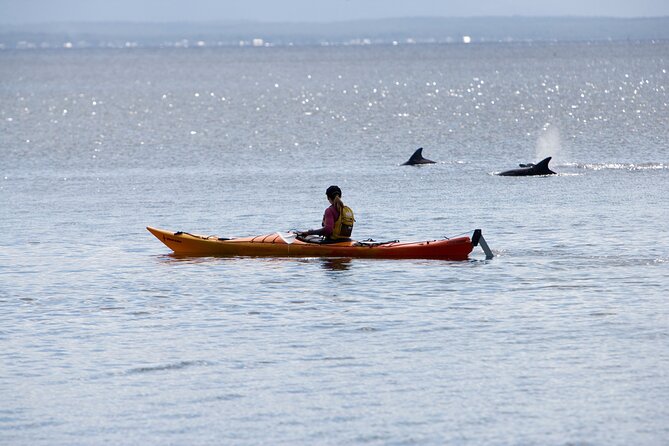 Half-Day Jervis Bay Sea Kayak Tour - Tour Logistics