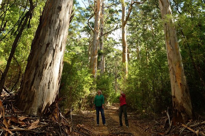 Half-Day Pemberton National Parks Beach and Forest Eco Adventure - Adventure Activities