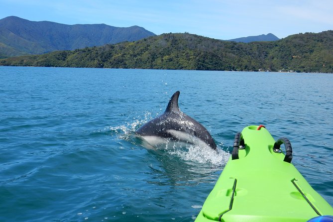 Half Day Sea Kayak Guided Tour From Picton - Cancellation Policy