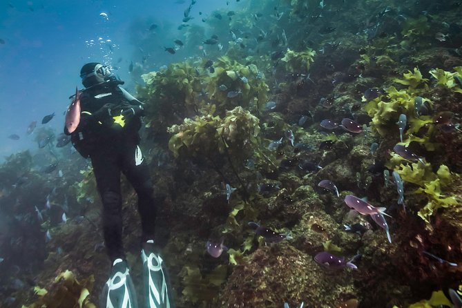 Half-Day Small-Group Beginner Diving Lesson, Goat Island  - Auckland - Logistics