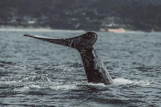 Half-Day Whale Watching Tour From Monterey - Traveler Reviews