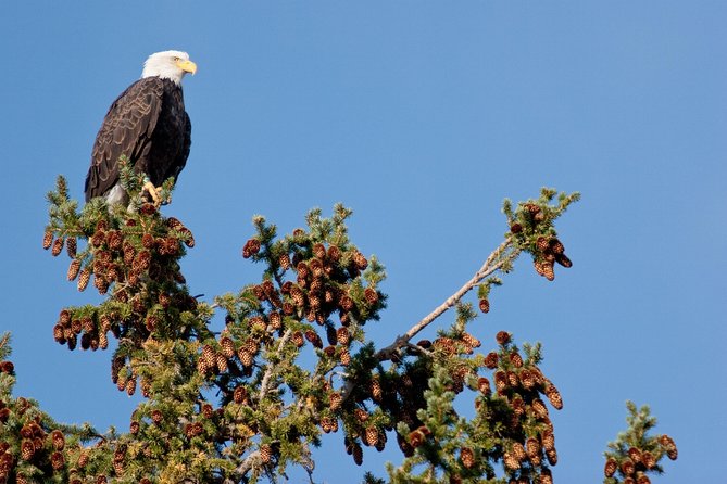 Half-Day Wildlife Safari Tour in Grand Teton National Park - Cancellation Policy