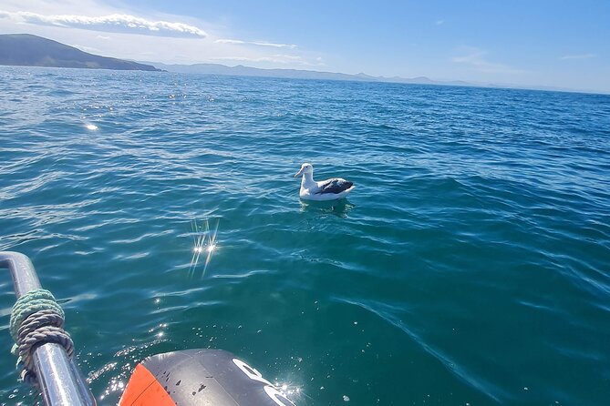 Harbour, Albatross and Wildlife Cruise on Otago Harbour - Albatross and Wildlife Spotting