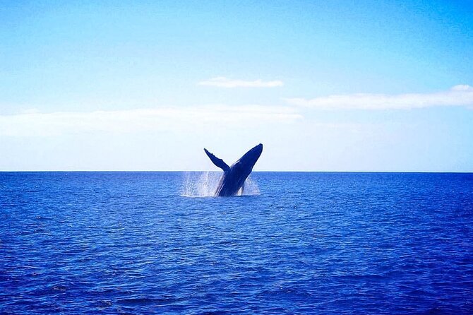 Hawaii: Honolulu Whale-Watching Catamaran Tour  - Oahu - Meeting and Pickup Details